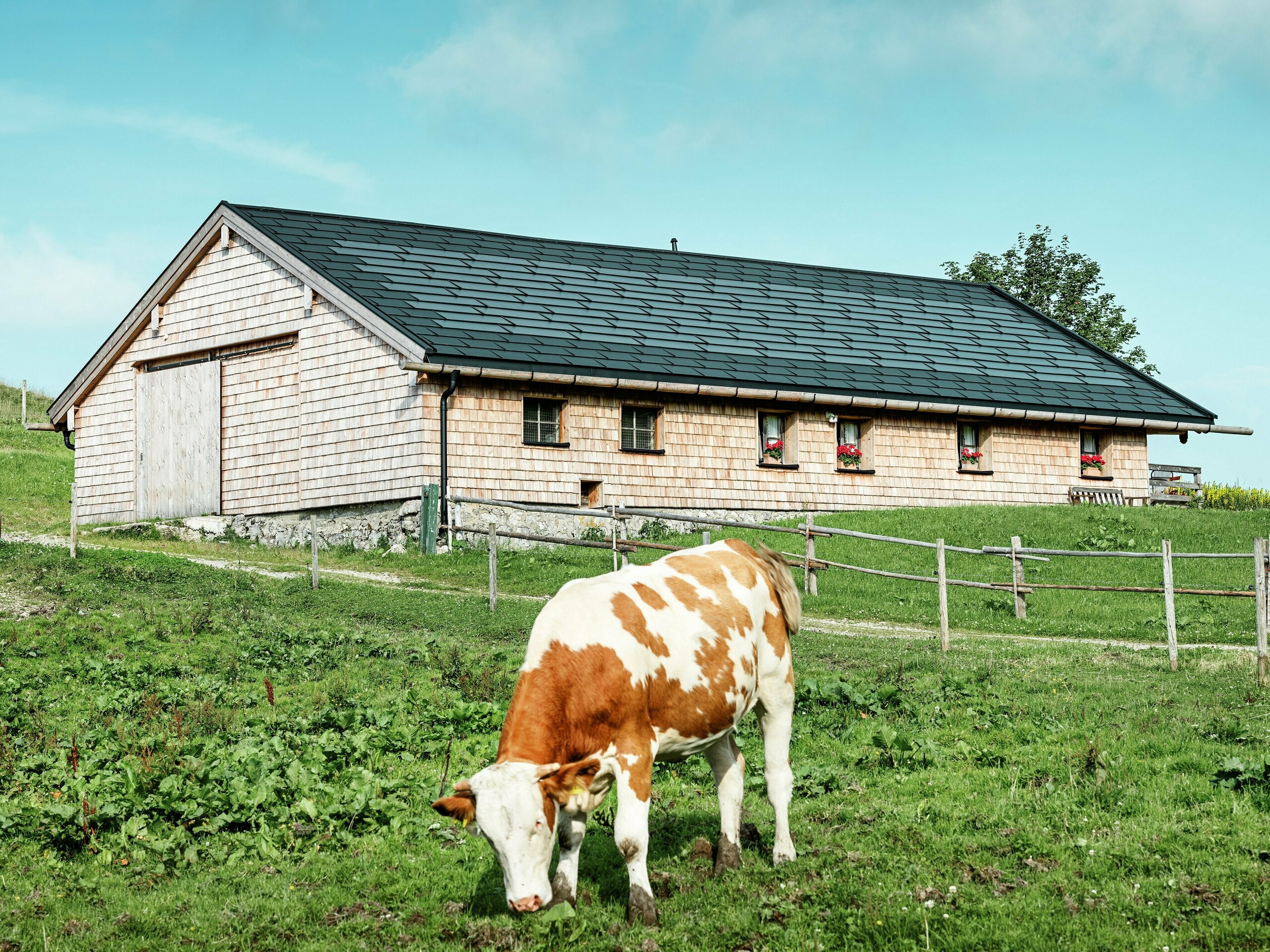 Die idyllisch gelegene Birkehütte auf der Walleralm in Bayrischzell mit einer grasenden Kuh im Vordergrund. Das Dach der traditionellen Holzhütte wurde mit langlebigen PREFA Dachplatten R.16 in P.10 Schwarz sowie innovativen PREFA Solardachplatten ausgestattet. Die moderne Dachsanierung verbindet nachhaltige Energiegewinnung mit robustem Witterungsschutz, während das Holzdesign und die umgebende Natur die urige Alpenatmosphäre erhalten.