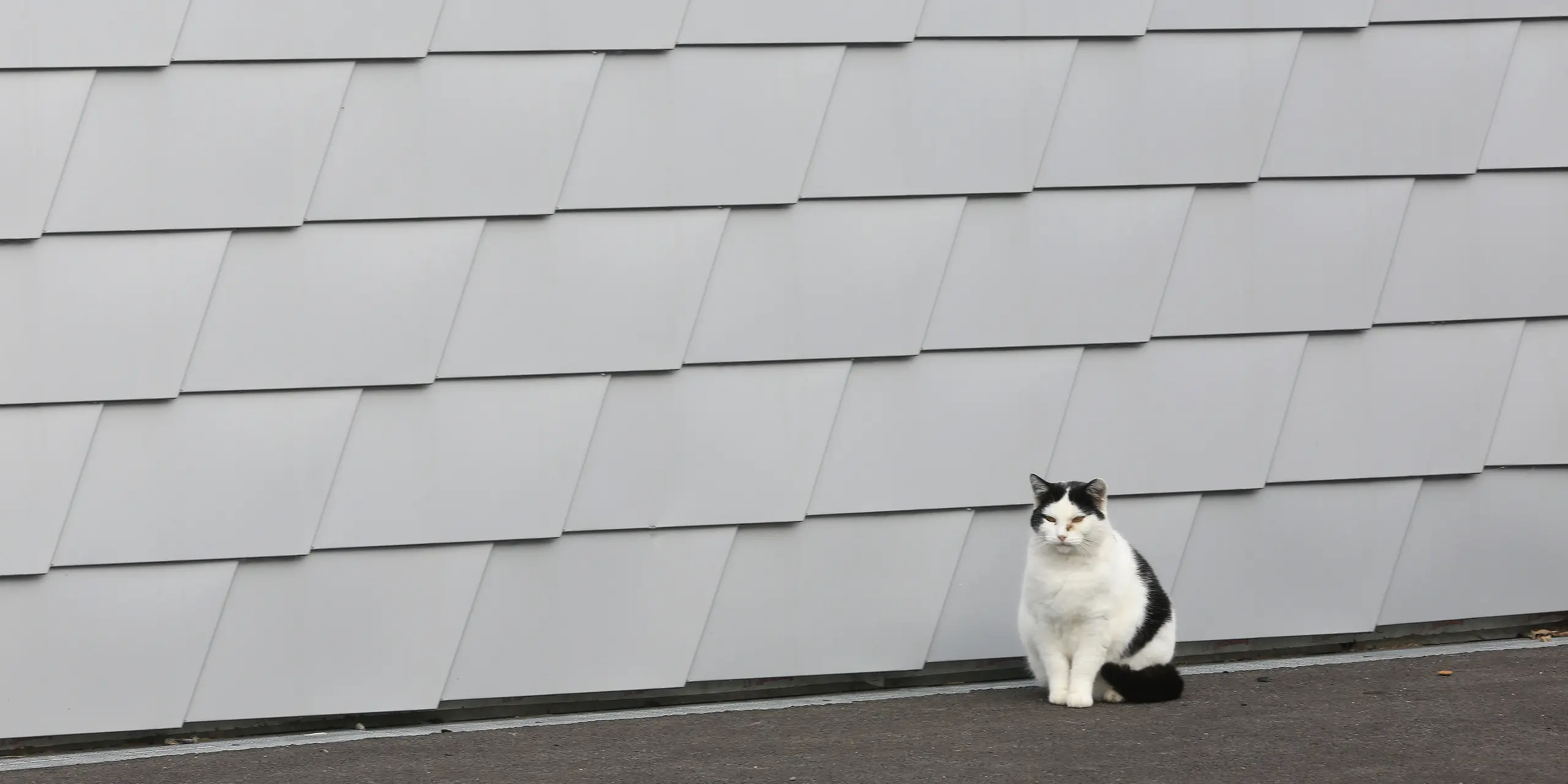 Eine Katze sitzt vor dem Tierheim in Mullhouse. Im Hintergrund ist die PREFA Fassade aus Wandschindeln in der Farbe Silbermetallic zu sehen.
